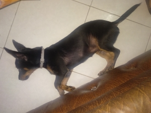 Pinscher nain male