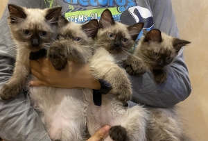 5 chatons siamois race pure à vendre