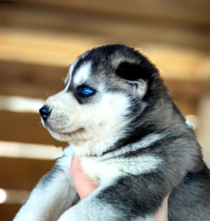 Husky de Sibérie.