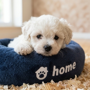Bichon havanais crème