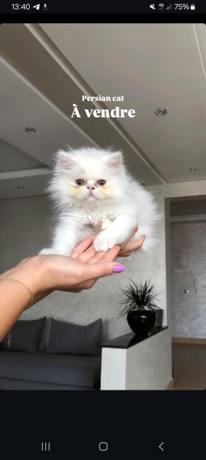 Persian cat à vendre