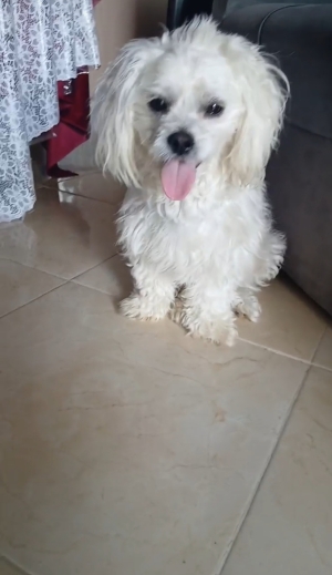 Bichon maltais
