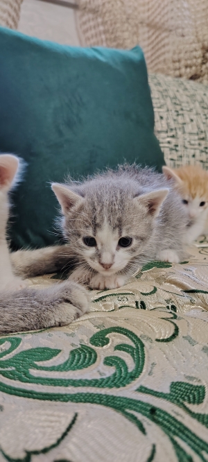 Chaton mâle pour adoption