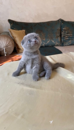 Scottish fold femelle 3 mois