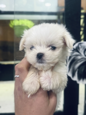 Bichon maltais nain