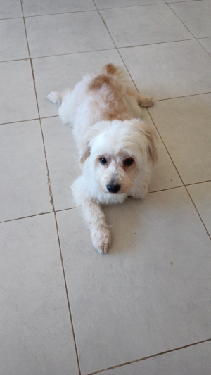 Bichon pour adoption