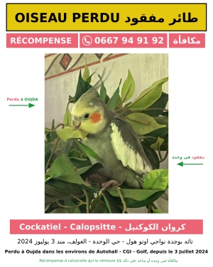 OISEAU PERDU OUJDA  طائر مفقود بوجدة