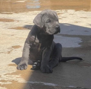 Disp chiot cane corso