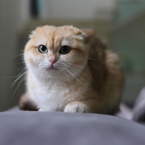 Scottish fold