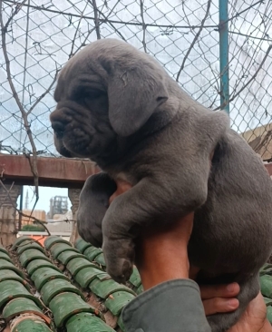 Cane corso