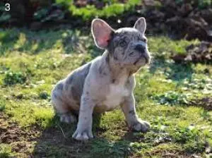 Bouledogue français exotique femelle