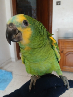 amazon parrot