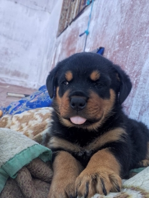 Rottweiler race pure