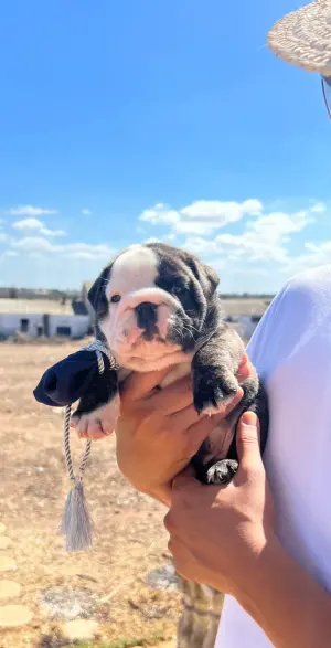 Bulldog anglais mâle 38jours