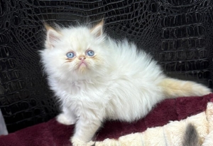 Persan  Chaton