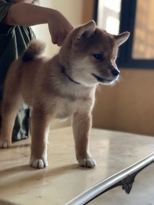 Shiba Inu pedigre