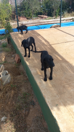 Vente de chiots labrador pure race