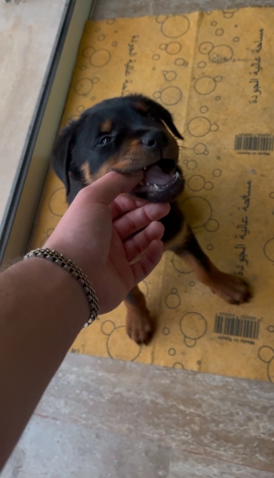 baby rottweiler