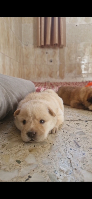 Chiots ChowChow