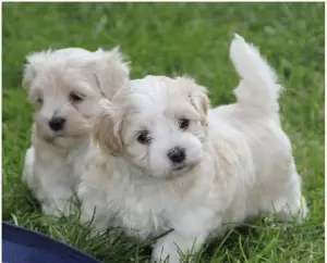 Femelle bichon blanche