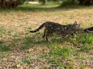 Chatons bengals