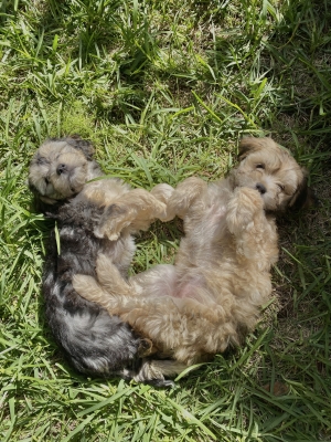 Bichons havanais