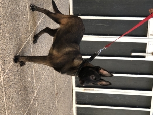 Une femmelle malinois pure race d’un pere pedegree