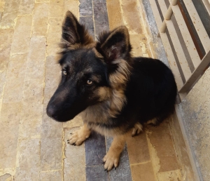 max, berger allemand