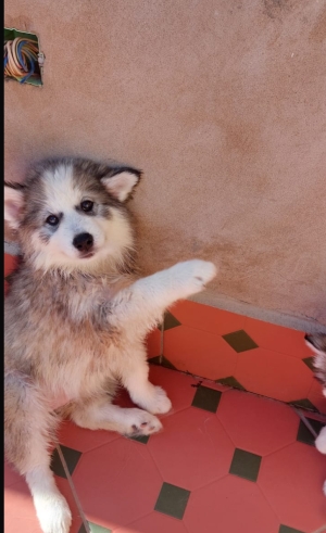 Chiots à vendre malamute d’Alaska