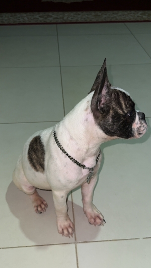 Bulldog Français male 4 mois