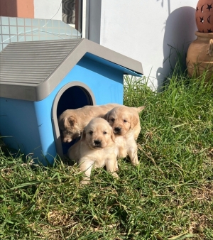 Golden retriever ✨ Réelles Photos 📸