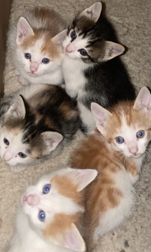 Chatons pour adoption