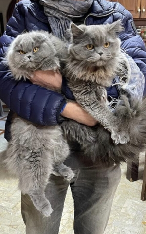 Chaton scottish fold