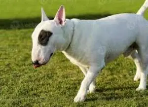 Chiots bull terrier disponible