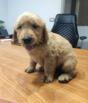 Chiot golden retriever top