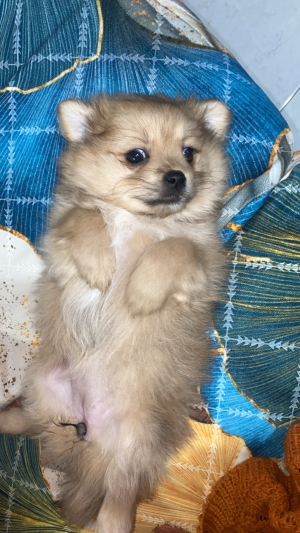 Chiot de 2 mois à vendre