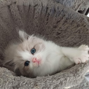 Ragdoll chaton