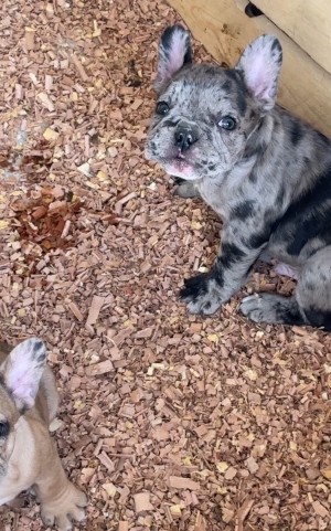 Chiots bulldog français exotique race pure