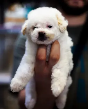 chiot femelle poodle miniature