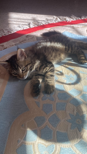 Chat maine coon