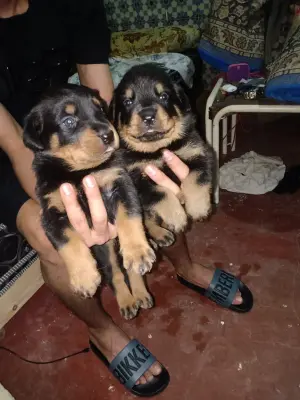 Chiens Rottweiller