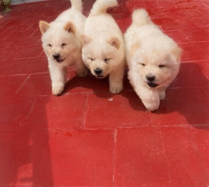 Chiots Chow-chow