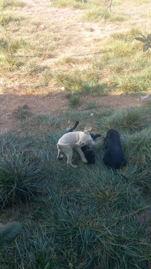 Vente de chiots labrador pure race