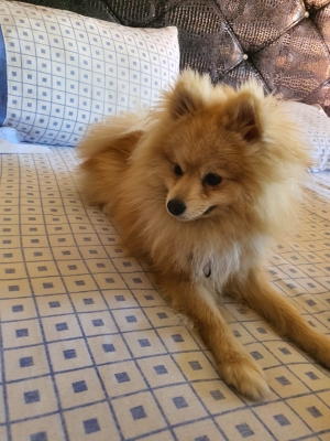 Spitz allemand