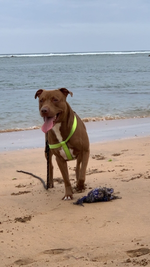 Red nose pitbull  a accoupler