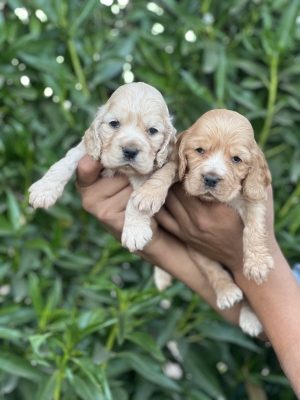 Chiot Cocker