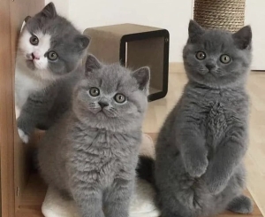 Scottish fold