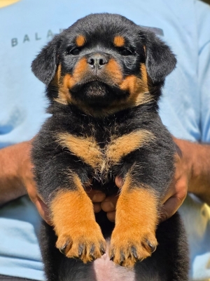Magnifique portée rottweiler pedigree lignée des champions
