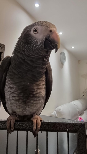 Gris timneh male