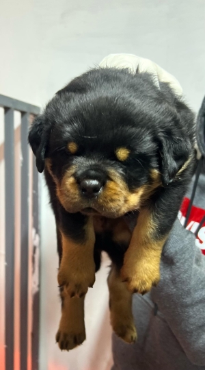 chiots rottweiler pedigree